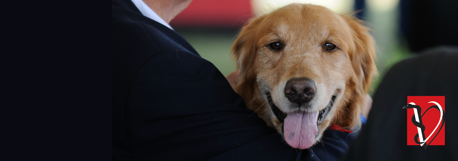 dog smiles at camera