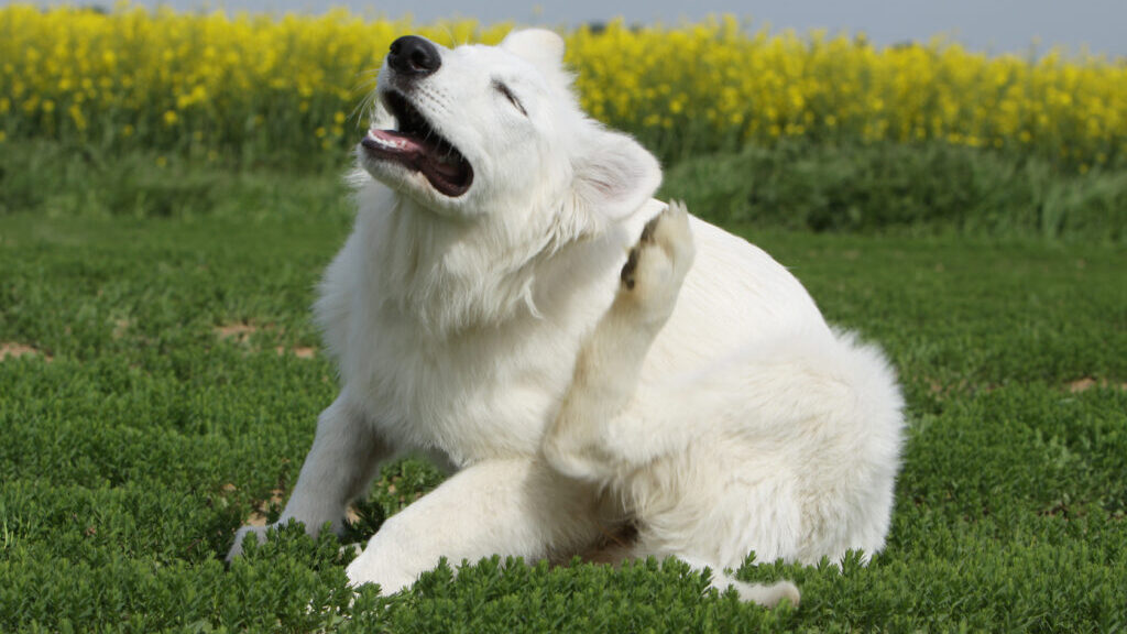 Dog scratching its ear