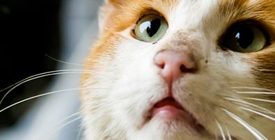 close-up of a cat's face