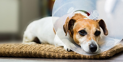 Small dog Jack Russell terrier with vet Elizabethan collar