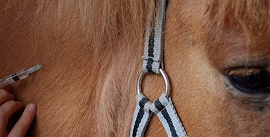 close-up of a horse face