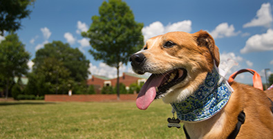 happy dog in field