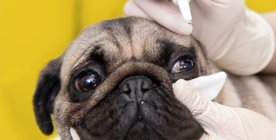 pug getting eye drops