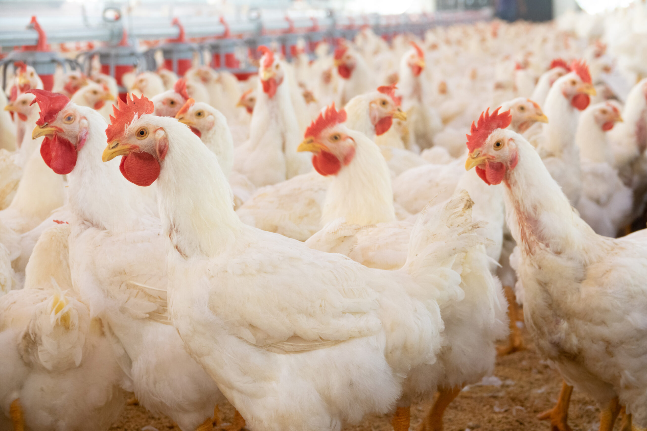 chicken farm