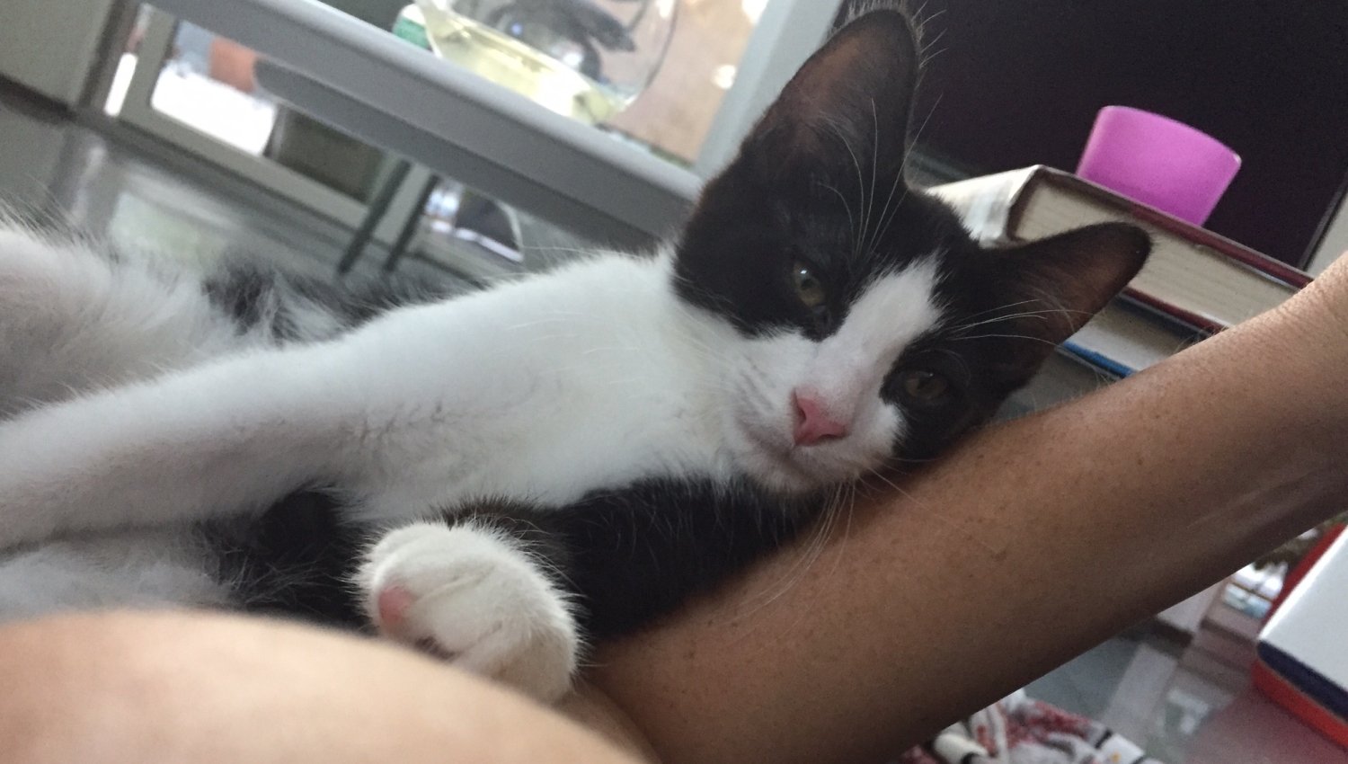 Archer Seaman was the first cat enrolled in the study in April 2021. Danielle Seaman calls this treatment life-changing.