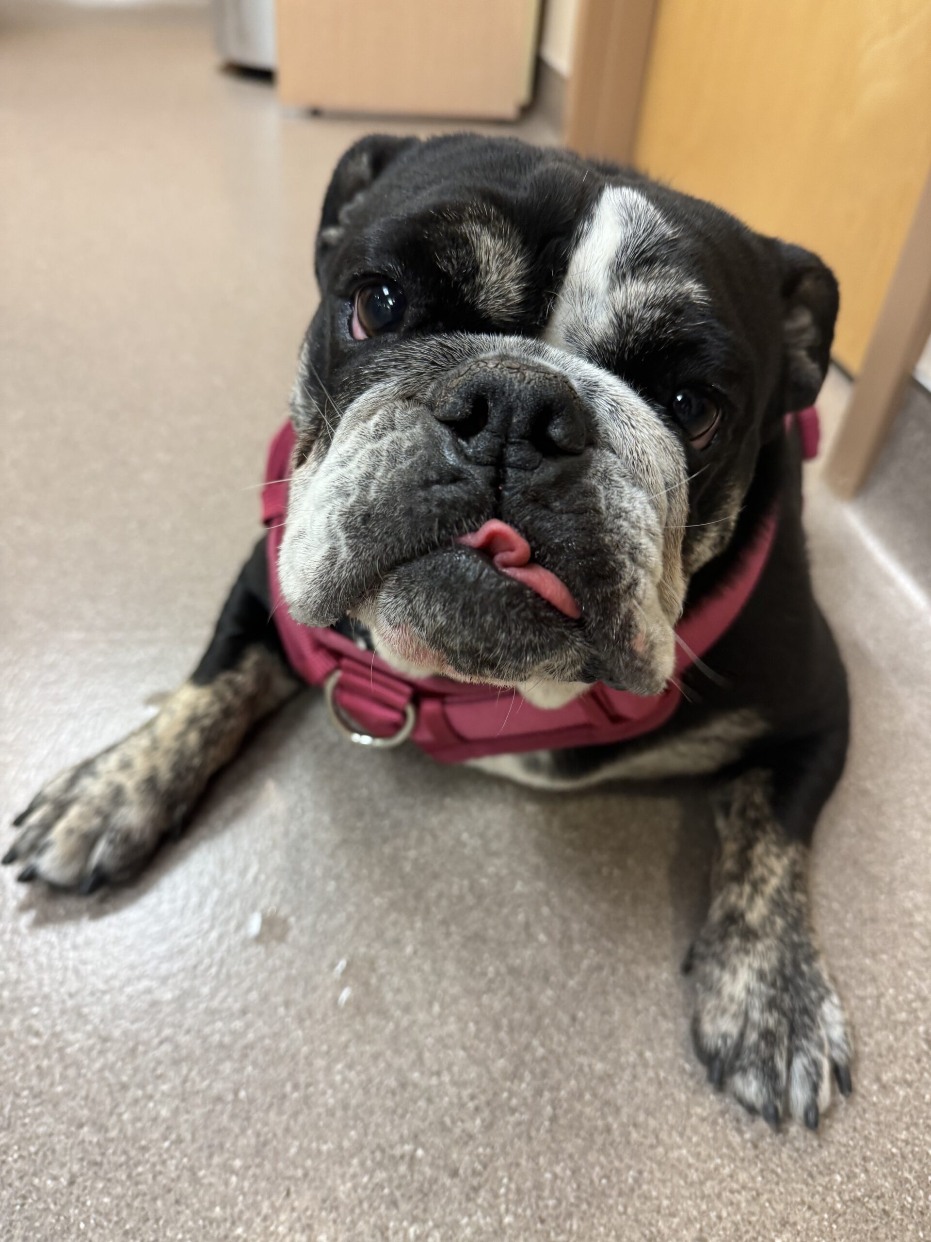 dog looking at the camera