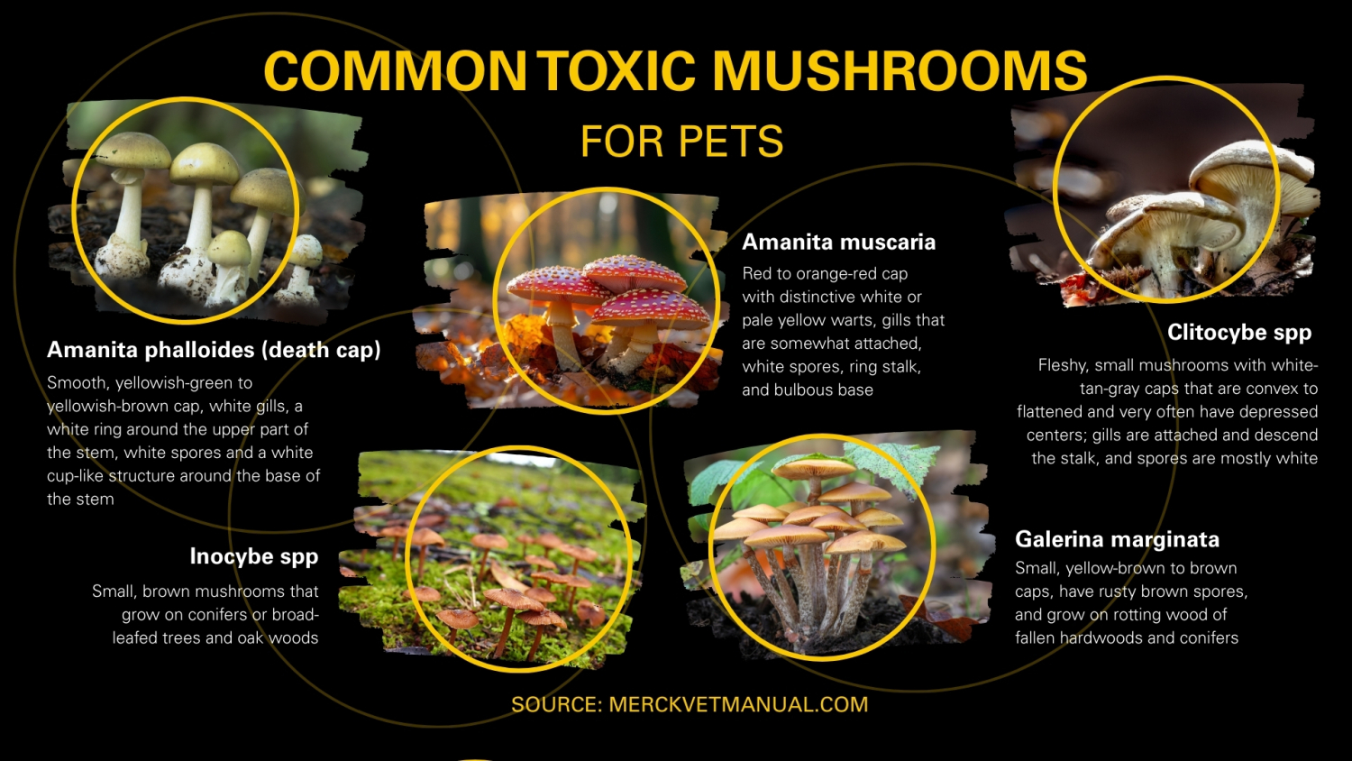 chart of mushrooms toxic to pets
