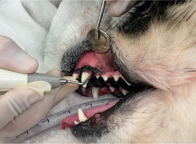 dog receiving dental surgery
