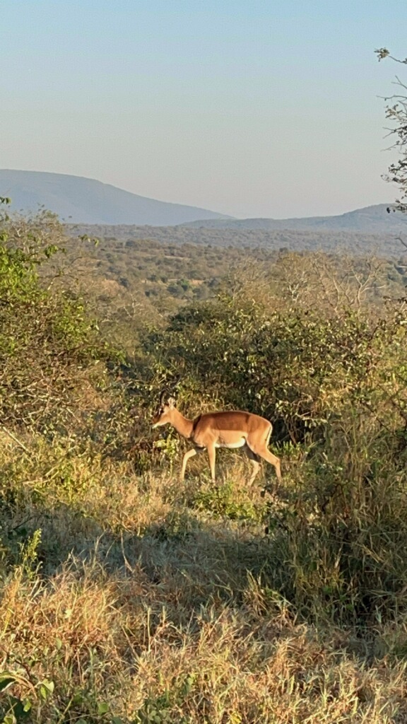 a deer-like creature roams in the brush with mountains in the distance