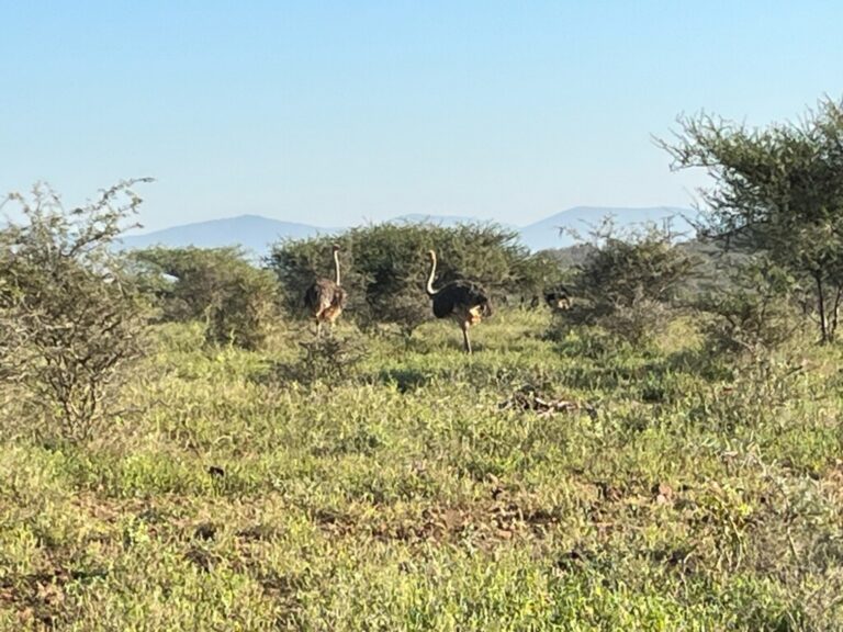 a large bird, similar to an emu, stands off in the distance with mountains cresting the sky in the background
