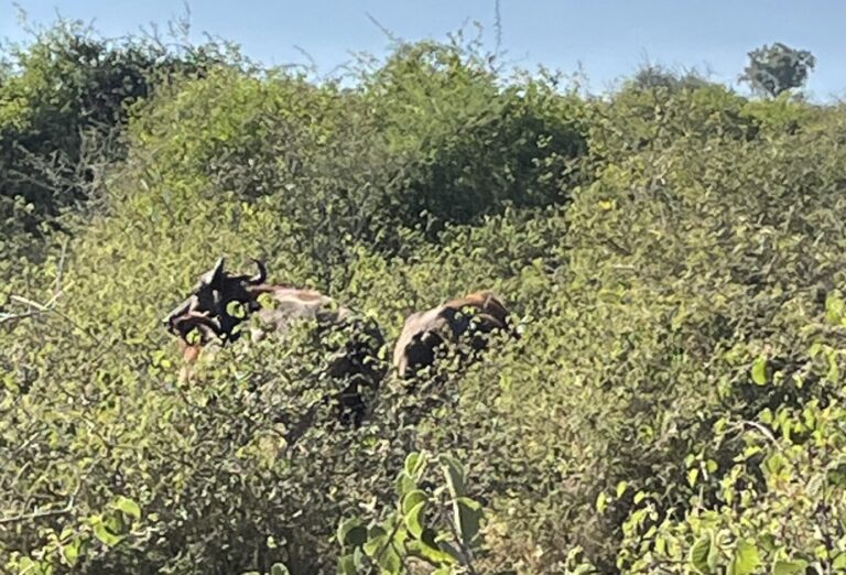 animals look around while walking through dense foliage