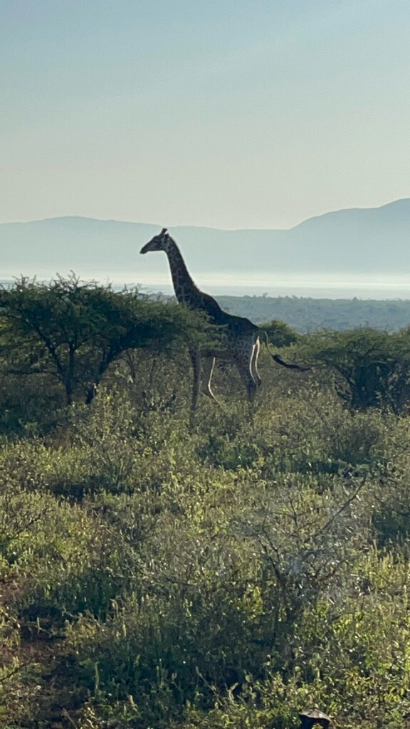 a giraffe roams through the wild off in the distance silhouetted by mountains 