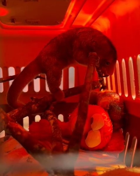 a small, rodent-like creature climbs around in a crate