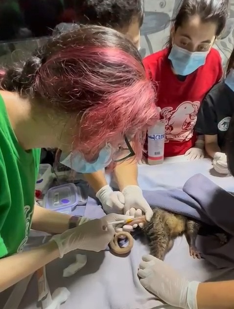Eris uses a syringe to deliver a medication to a monkey-like animal