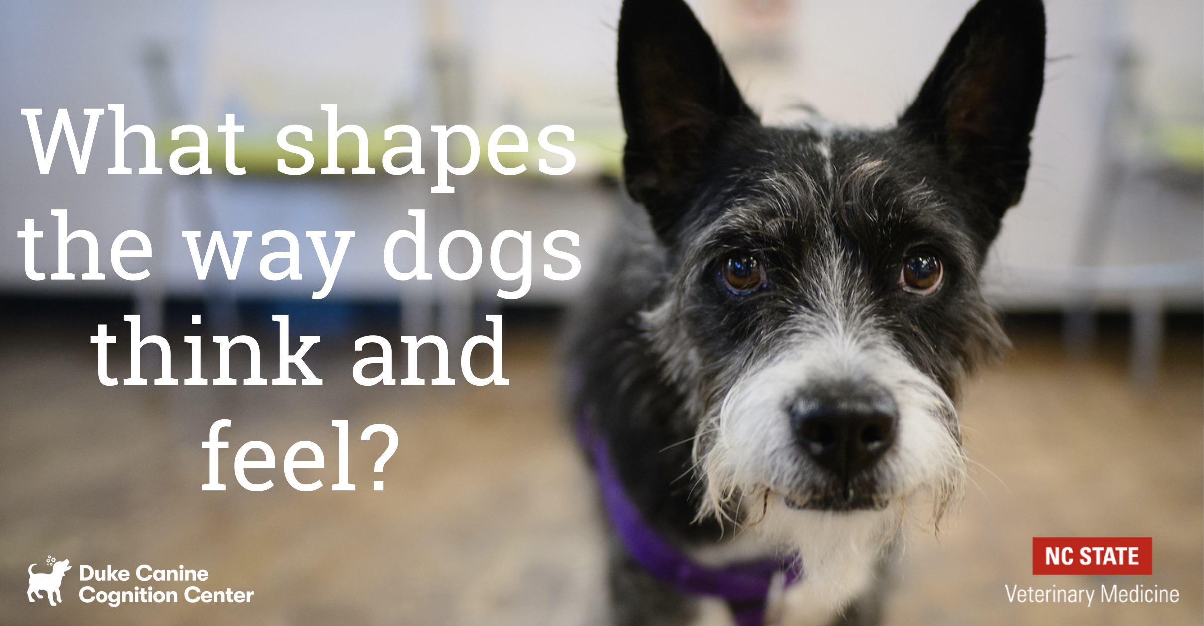 dog looking at camera, text says what shapes how dogs think and feel?