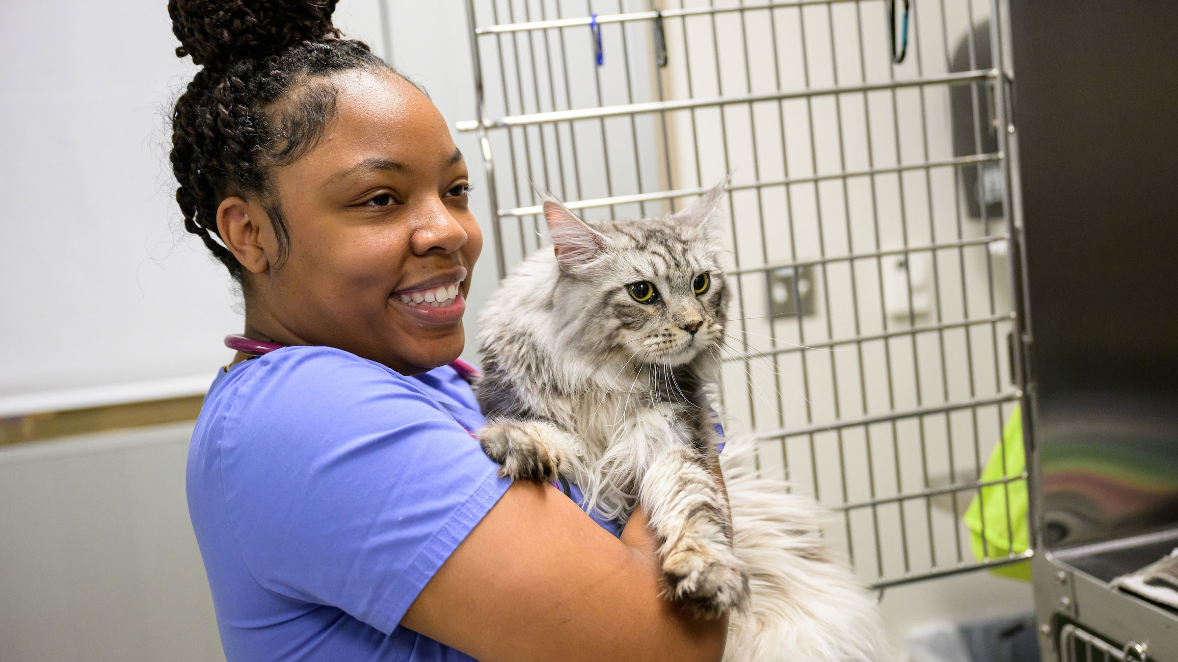 Vet technician in blue scrubs holds gray cat in arms in front of pet cage.