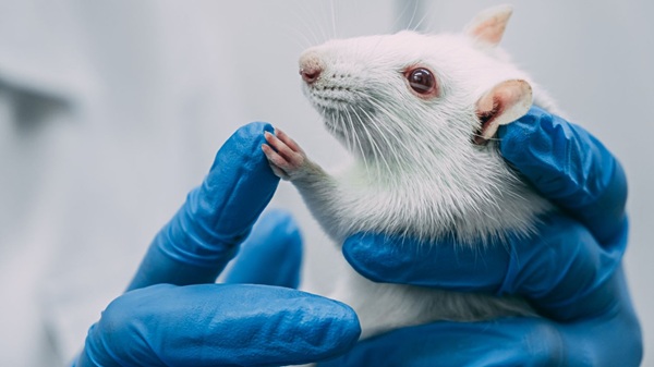 image of a white rat in gloved hands